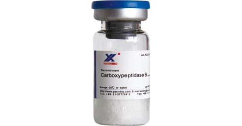 Recombinant Carboxypeptidase B,Recombinant Carboxypeptidase B