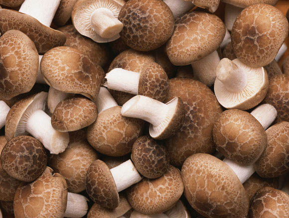 香菇提取物 香菇多糖10-80% 香菇浓缩粉