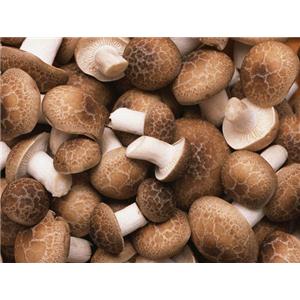 香菇提取物 香菇多糖10-80% 香菇浓缩粉
