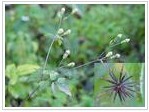 當歸提取物/陸英提取物,Angelica Root P.E/Herba Sambuci Chinensis