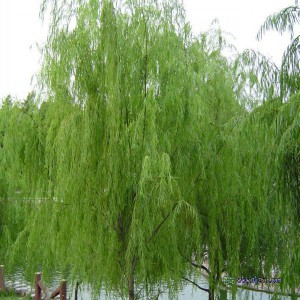 白柳皮提取物（水杨甙98%）,White Willow Bark P.E.