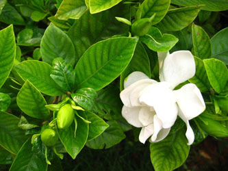 栀子甙 栀子苷,geniposide