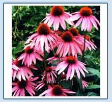 紫錐菊提取物,Echinacea Purpurea Extract powder