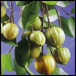 藤黃果提取物，,Garcinia Cambogia Extract powder