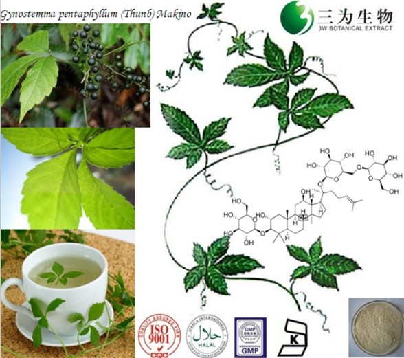 絞股藍提取物 - 20~98%絞股藍皂甙 - 15588-68-8 -絞股藍皂苷（tel：13787159602）,Gynostemma extract, 80~98% Gypenoside