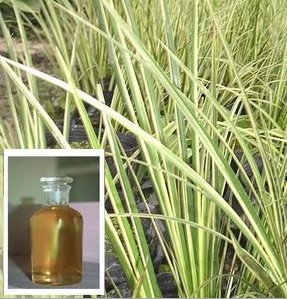 Pure Natural calamus oil,orris root oil,CAS 8015-79-0,calamus oil