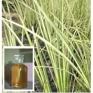 Pure Natural calamus oil,orris root oil,CAS 8015-79-0