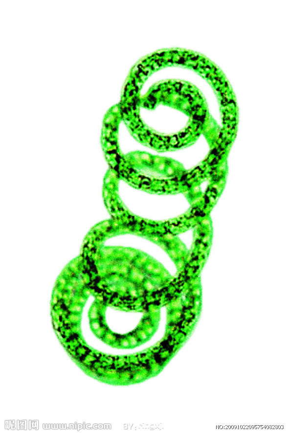 螺旋藻粉 螺旋藻蛋白 湖南三为生物  tel：13787159602