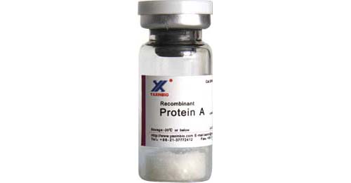 Recombinant Protein A,Recombinant Protein A