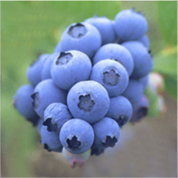 越橘提取物,Bilberry P.E./ Bilberry fruit extract