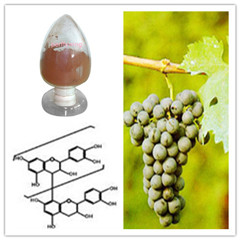 葡萄籽提取物,Grape Seed extract