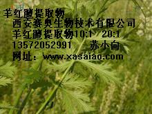羊红膻提取物,Yang Hongshan extract
