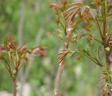 香椿提取物,Toona sinensis