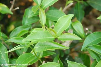 绿茶提取物 茶多酚