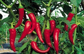 辣椒堿  辣椒素,Capsaicin