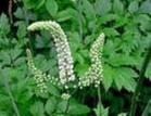 黑升麻提取物,Black Cohosh P.E.