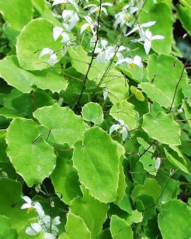 淫羊霍提取物,Epimedium P.E.