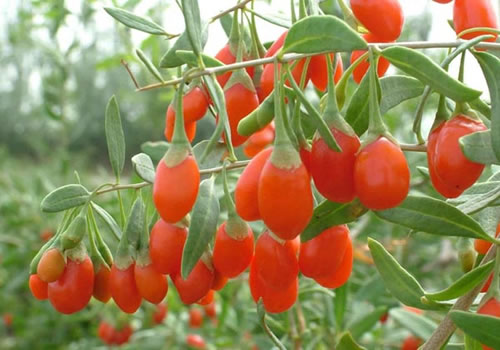 枸杞提取物,Goji Fruit Extract & Chinese wolfberry extract