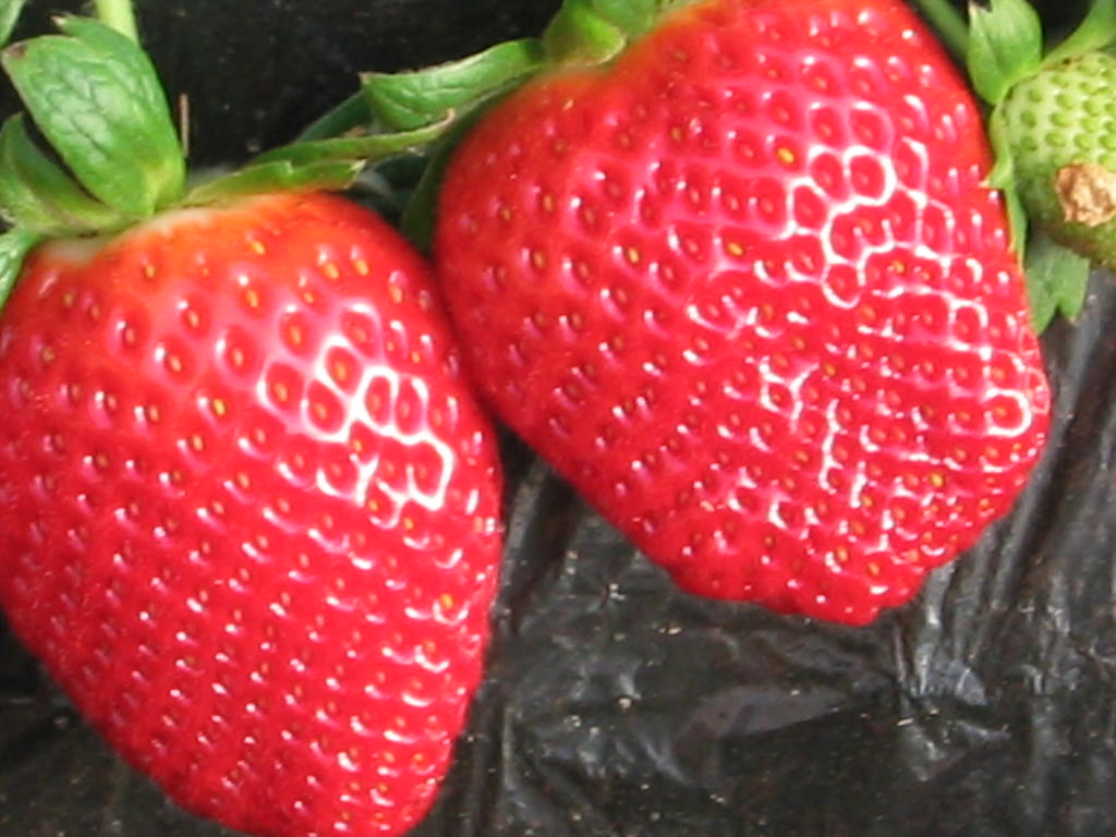草莓提取物,Strawberry extract