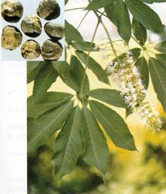 娑罗子提取物/七叶皂苷,Horse Chestnut extract