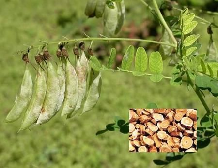 黄芪提取物,Astragalus Root Extract