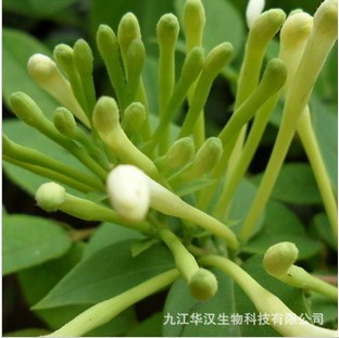 金銀花綠原酸,Chlorogenic Acid