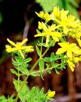 金絲桃素,St John’s wort P.E.