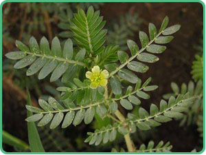 刺蒺藜皂甙,Fructus Tribuli P.E.