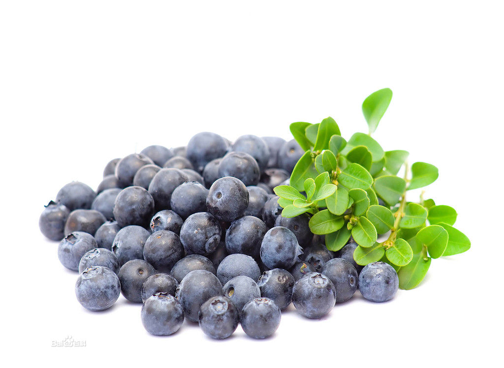 越橘提取物,Bilberry Extrac