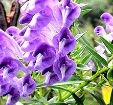 刺蒺藜提取物,Tribulus terrestris P.E.