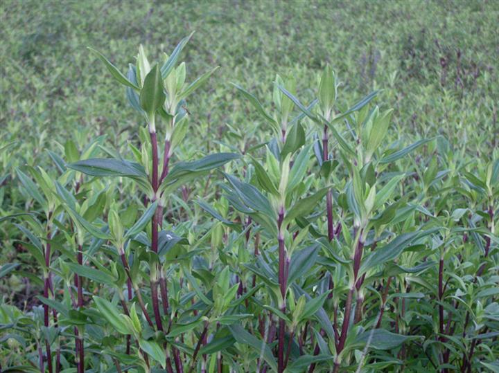 龙胆草提取物,Chinese Gentian Root