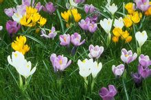 西红花提取物,Crocus sativus