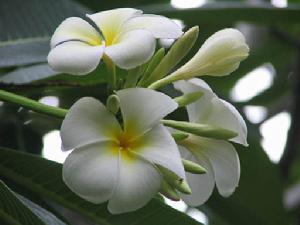 鸡蛋花提取物,Plumeria rubra 'Acutifolia'