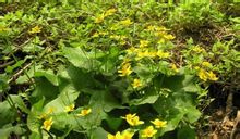 鹿蹄草提取物,Pyrola rotundifolia ssp.chinensi