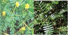 刺蒺藜提取物,Tribulus Terrestris Extract