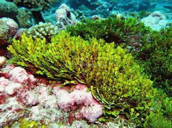 海藻提取物,Seaweed Extrac