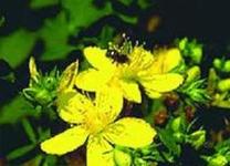 连翘提取物,St. John’s Wort Extract