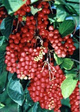 供应五味子提取物,Schisandra Berries P.E
