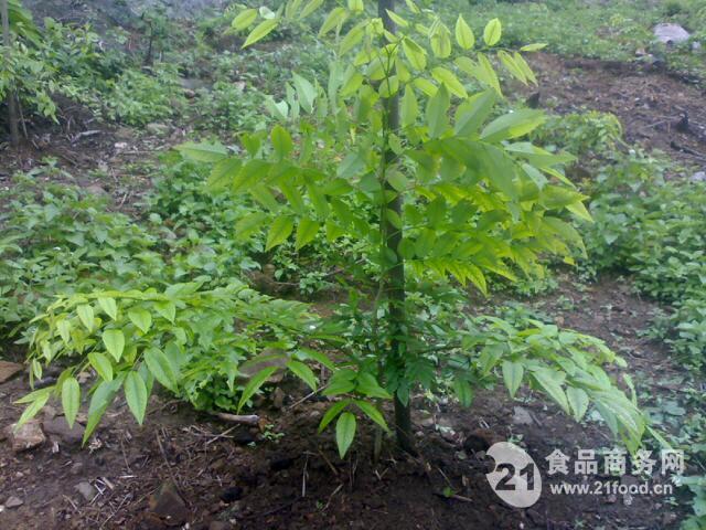 降香提取物,The dalbergiae extract