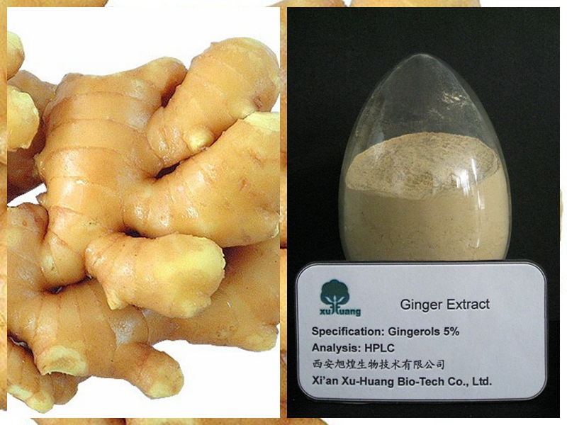 生姜提取物,Ginger Extrac