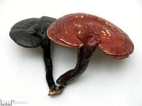 灵芝提取物 灵芝多糖,Ganoderma lucidum extract