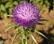 水飞蓟提取物,Milk thistle extrac