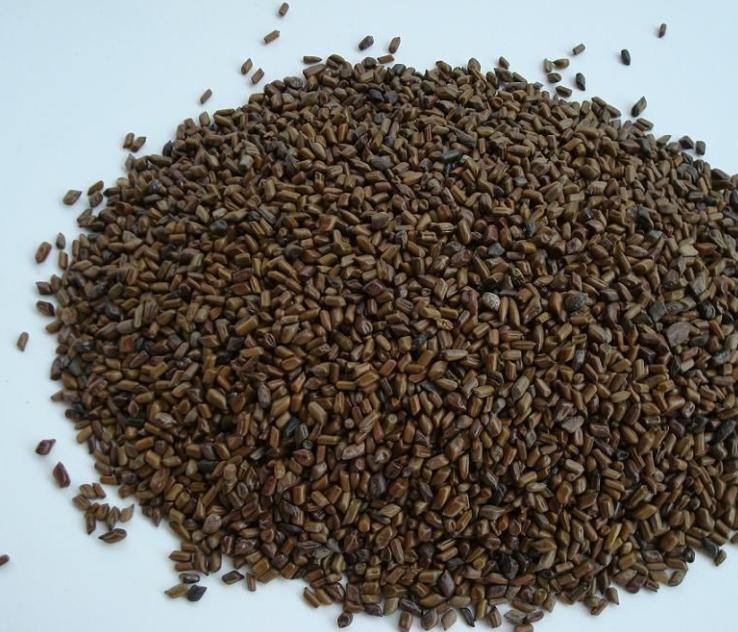 决明子提取物,Cassia Seed Extract