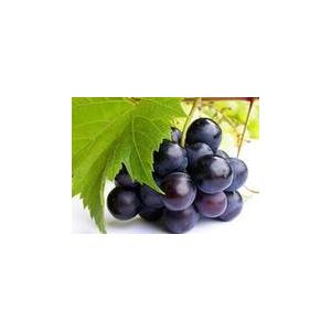 專業(yè)供應原花青素CAS 號：4852-22-6原料藥價格
