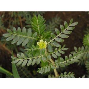 全国刺蒺藜提取物刺蒺藜皂甙刺蒺藜原薯蓣皂甙