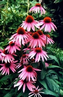 紫锥菊提取物,Echinacea ?P.E.