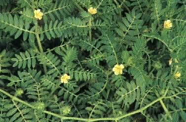 刺蒺藜提取物,Tribulus Terrestris P.E.