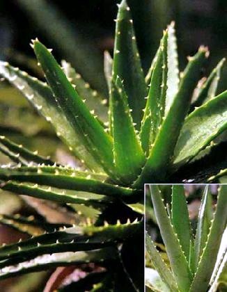 蘆薈提取物,Aloes P.E.