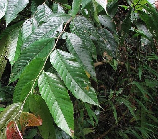 廠家供應(yīng)非洲臀果木提取物2.5%甾醇,Pygeum Bark Africanum Extract