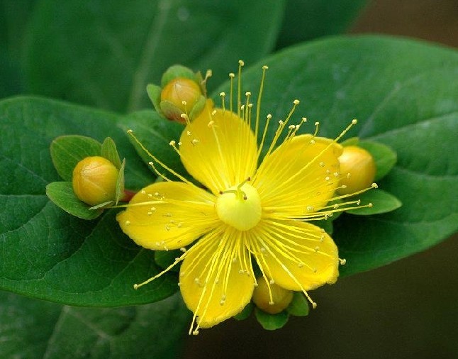 厂家供应贯叶连翘提取物0.3%金丝桃素,St John's Wort Extract